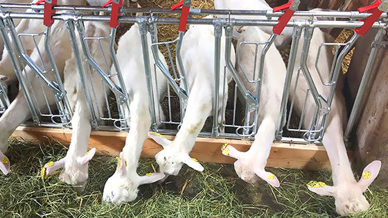 Προσαρμόσιμη γρήγορη κατασκευή χοιροστάσιο με χάλυβα δομή και το παράθυρο από κράμα αλουμινίου